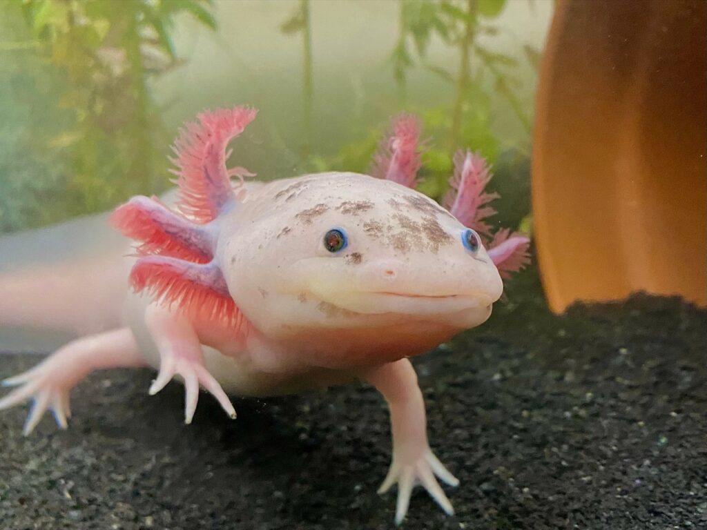 The Smiling Axolotl