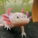 The Smiling Axolotl