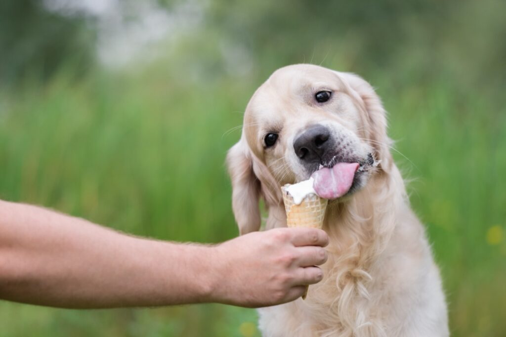 Sweet Treats for a Pawsome Friend