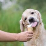 Sweet Treats for a Pawsome Friend