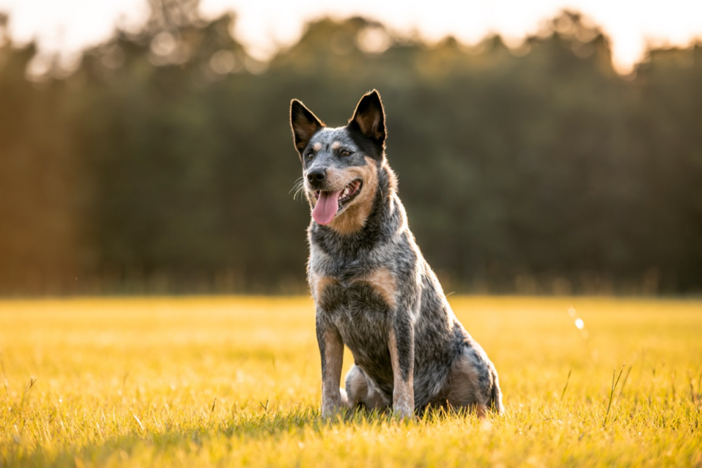 Sunlit Canine Joy