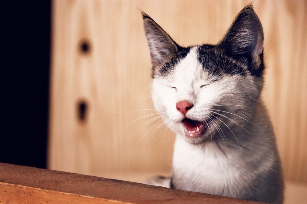 The Chuckling Kitty