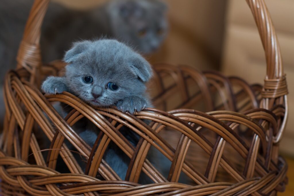 The Curious Kitten in a Basket