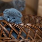 The Curious Kitten in a Basket