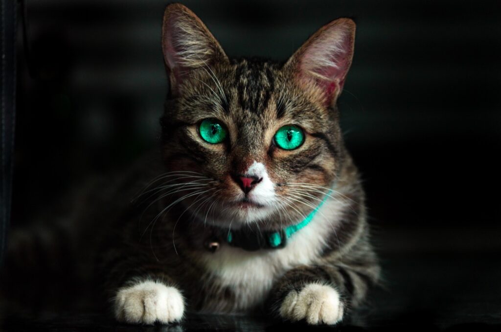 The Enchantment of Emerald Eyes