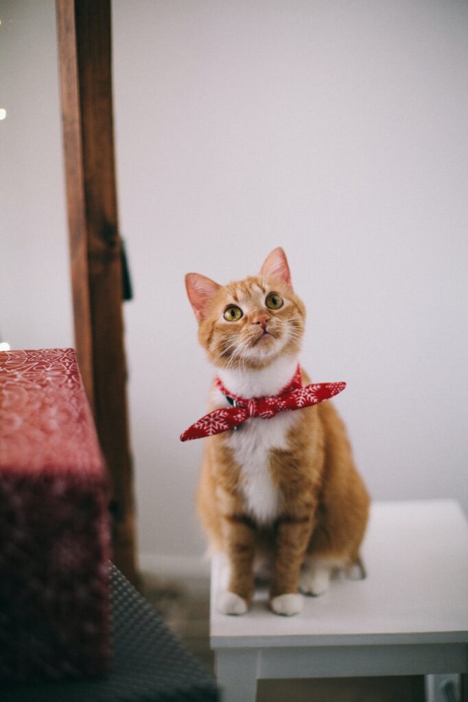 The Curious Cat in Bow Tie