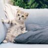 Curiosity on the Couch