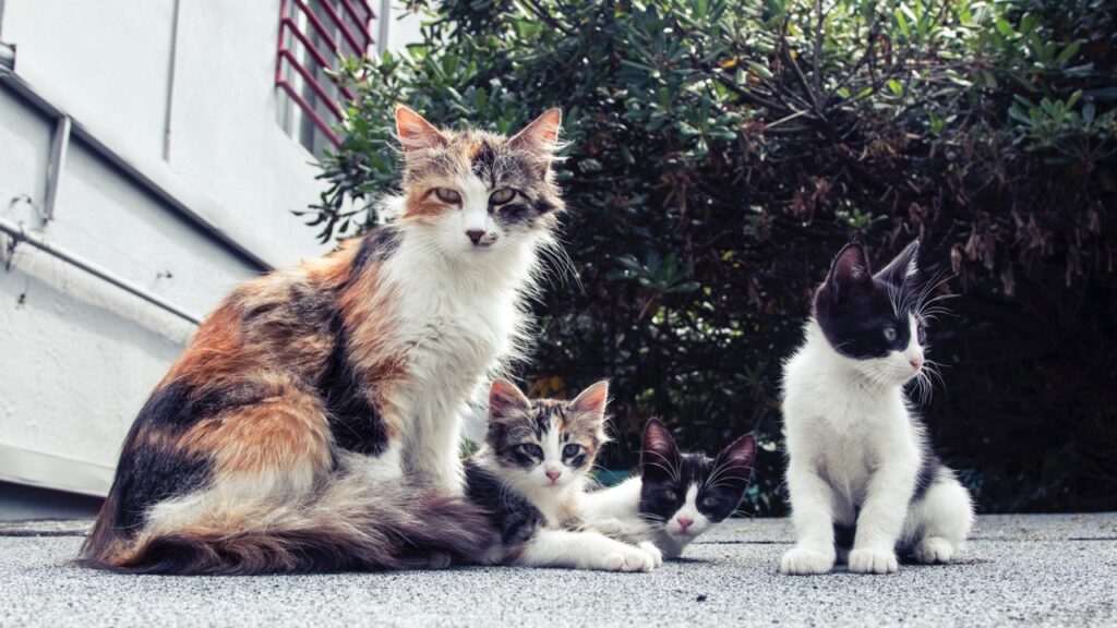 Cat Family Chronicles