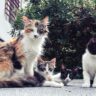 Cat Family Chronicles