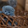 Basket of Whiskers