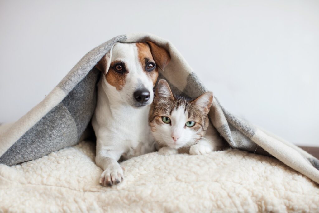 Under the Cozy Blanket