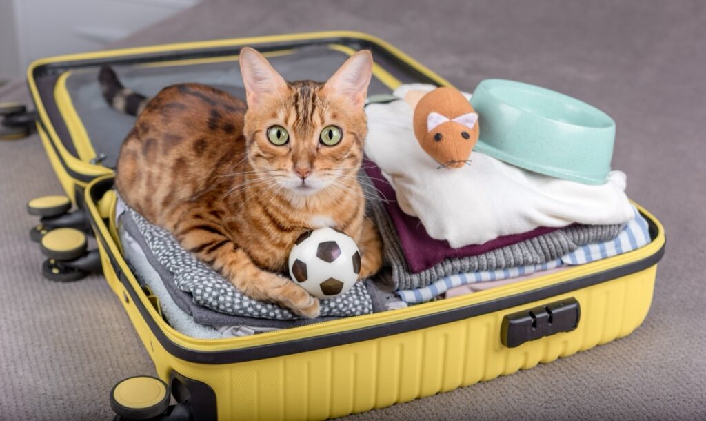 Luggage with a Paw-sitive Twist