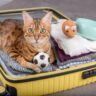 Luggage with a Paw-sitive Twist