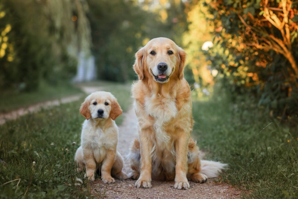 Double Trouble on a Sunny Walk