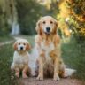 Double Trouble on a Sunny Walk