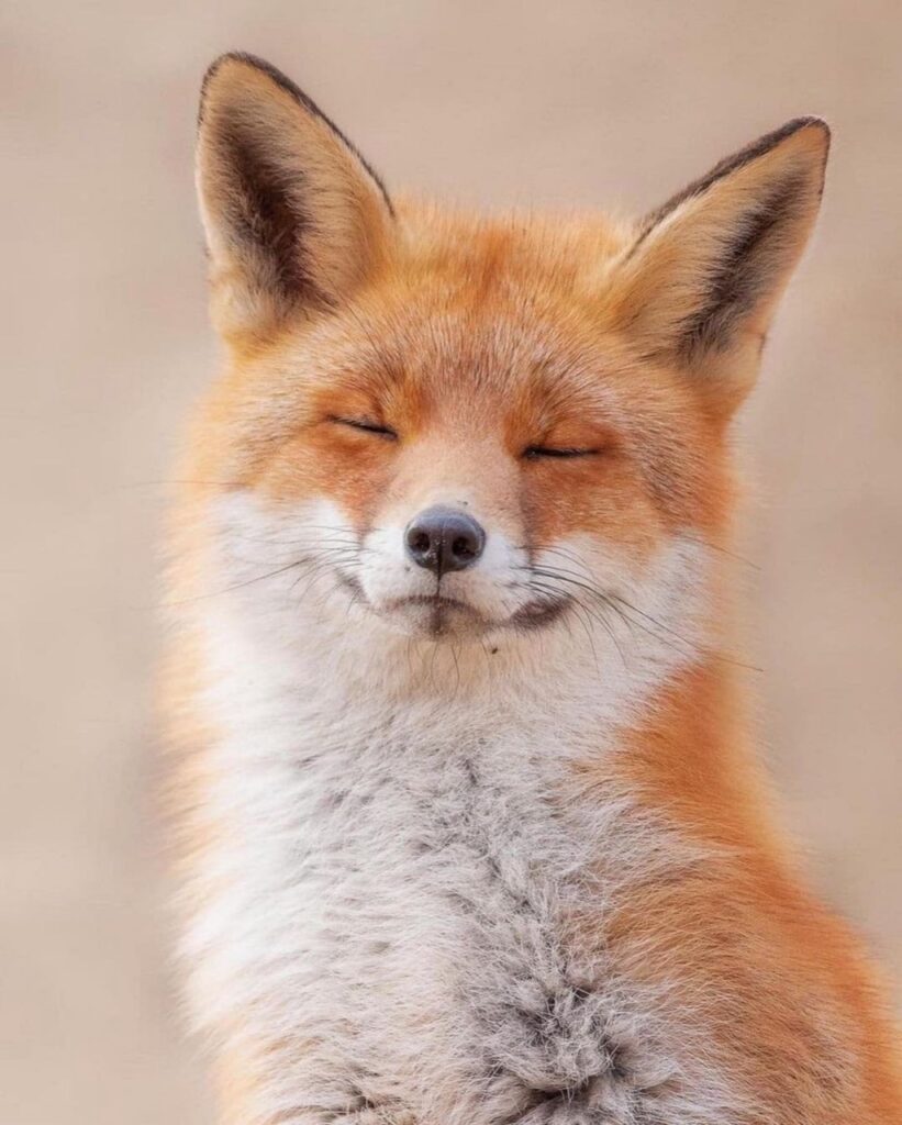 World’s Chillest Fox