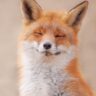 World’s Chillest Fox