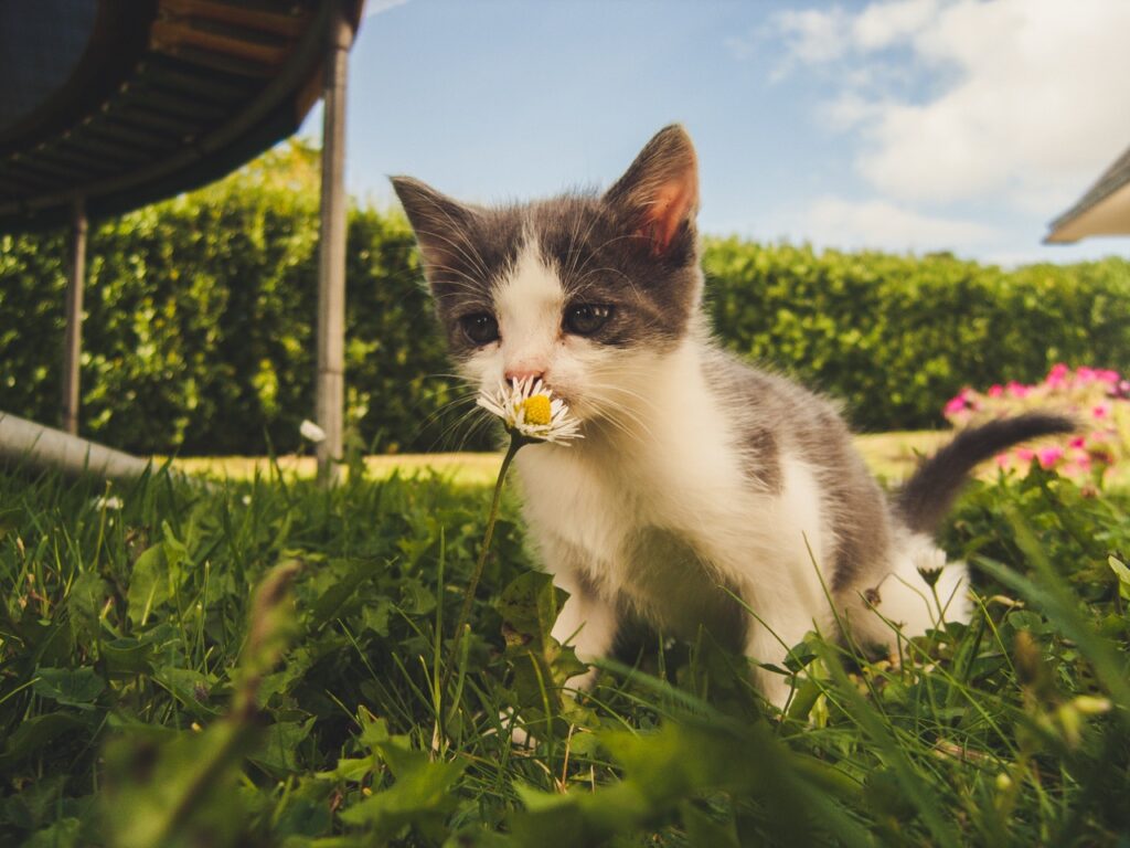 Curiosity in Bloom