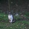 The Guardians of the Garden