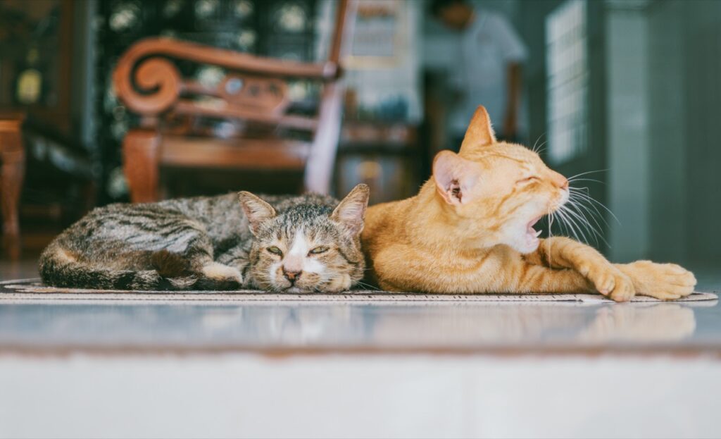 Lazy Afternoon Companions