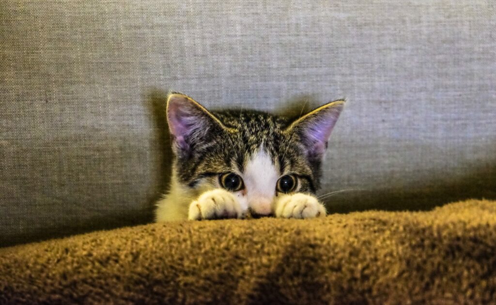 Curious Kitten Peek