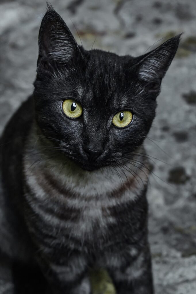 The Enigmatic Cat of Midnight Alley