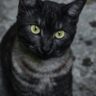 The Enigmatic Cat of Midnight Alley