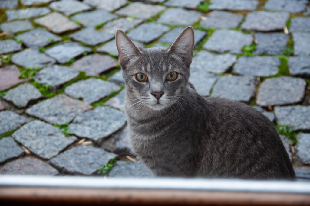 The Curious Cat of Cobblestone Alley