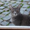 The Curious Cat of Cobblestone Alley