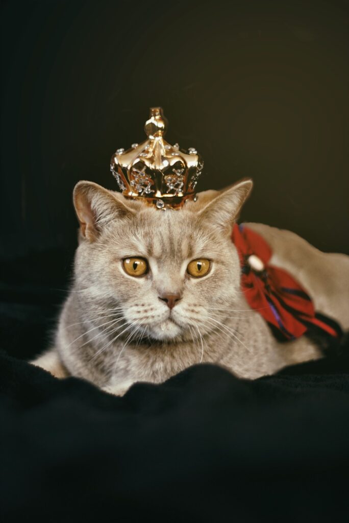 Royal Feline Majesty