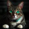 Emerald-Eyed Cat