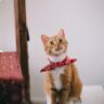 Dapper Cat in a Bow Tie