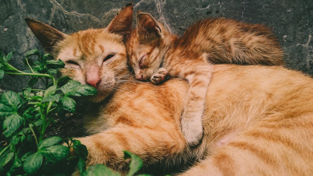 A Cozy Nap in the Sun