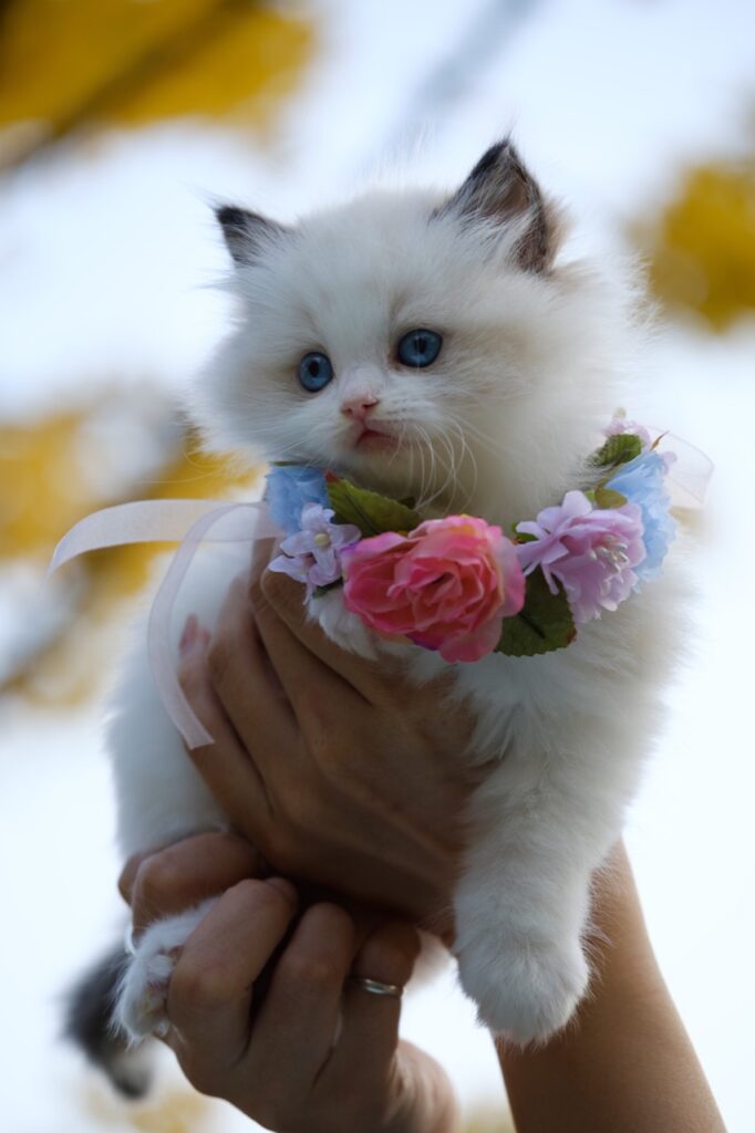 Fluffy Blossom