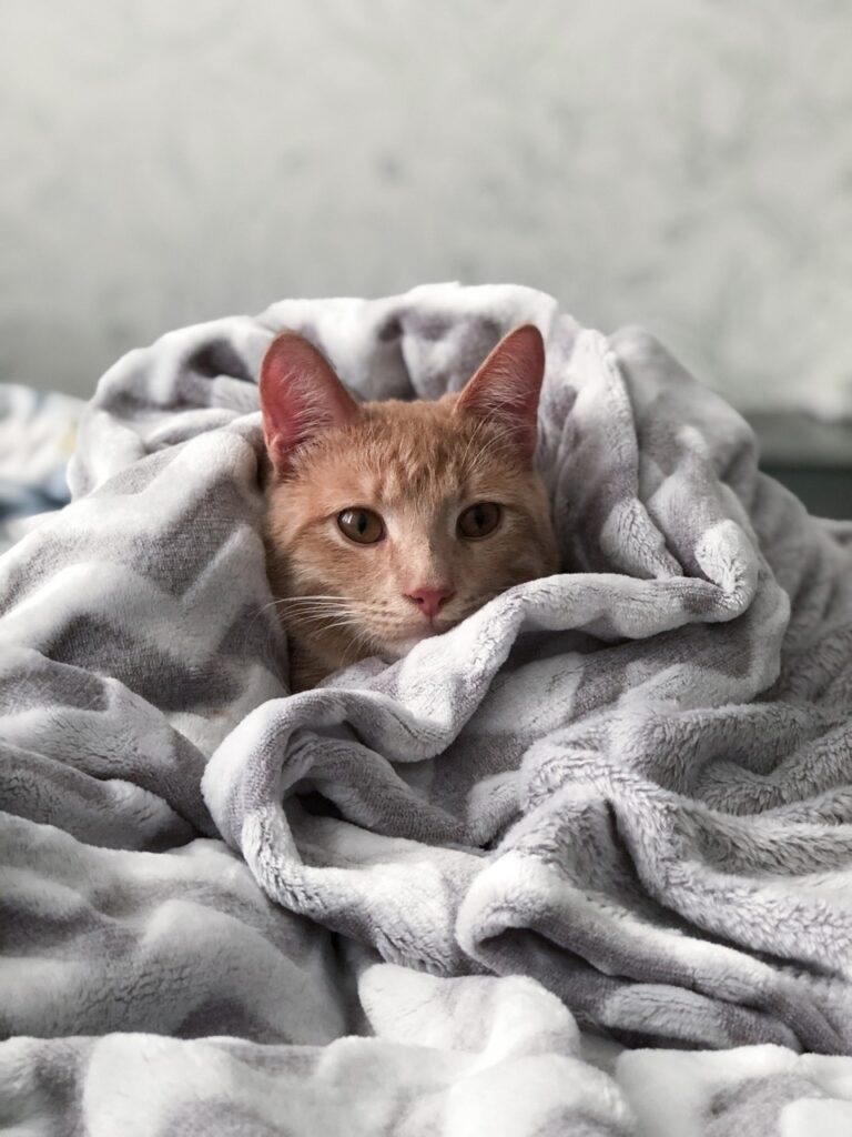 Cozy Cat Chronicles