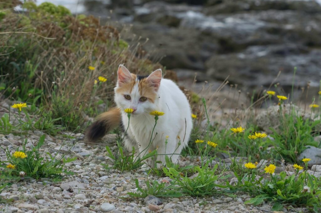 Whiskers and Wildflowers