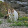 Whiskers and Wildflowers