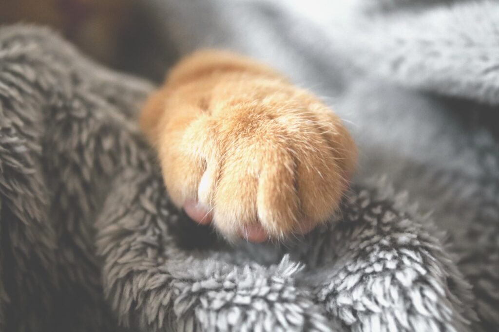 The Cozy Paw