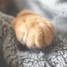 The Cozy Paw