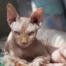 The Regal Sphynx