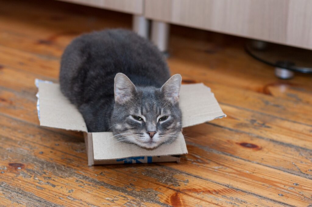 Feline in a Box