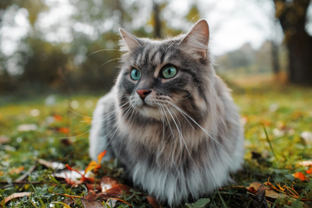 Mystical Feline in Autumn