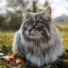 Mystical Feline in Autumn