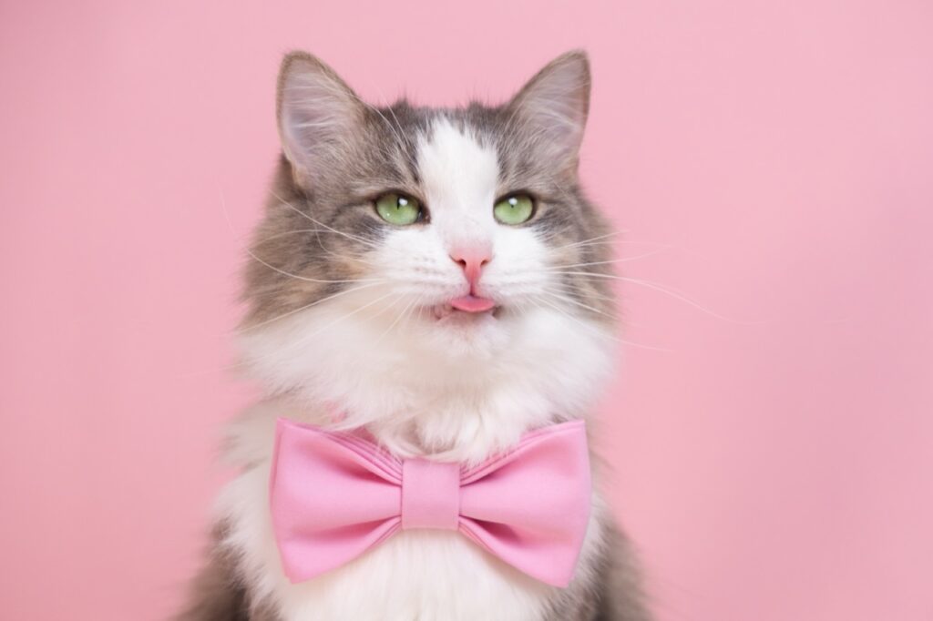 The Dapper Feline