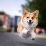 Joyful Corgi Leap