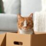 The Curious Cat in a Box