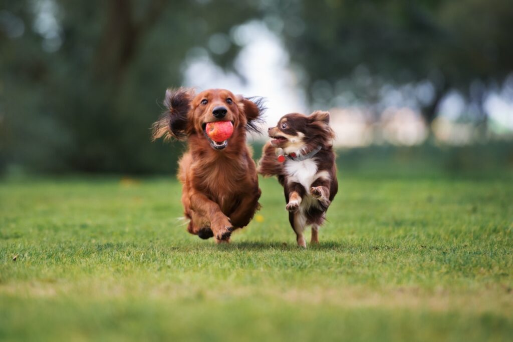 Joyful Romp in the Meadow