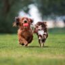 Joyful Romp in the Meadow