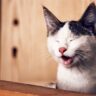 The Laughing Cat