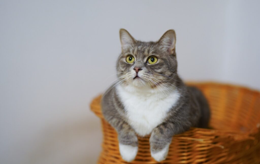 Contemplative Cat in a Basket